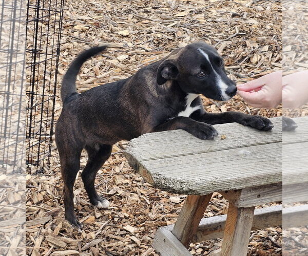 Medium Photo #3 - Mix Puppy For Sale in Bloomingdale, NJ, USA