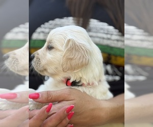 Golden Retriever Puppy for sale in PARKER, CO, USA
