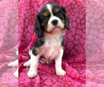 Puppy ILA Cavalier King Charles Spaniel