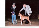 Medium Photo #13 Boxer Puppy For Sale in GRAYSON, GA, USA