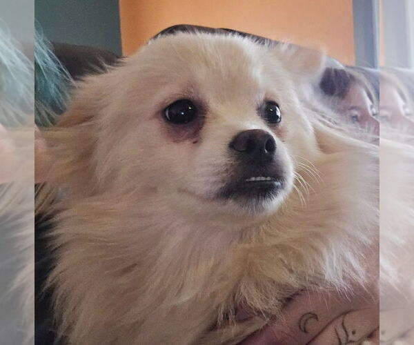 Medium Photo #3 Shiranian Puppy For Sale in Aurora, IN, USA