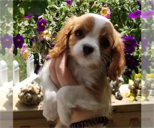 Medium Photo #3 Cavalier King Charles Spaniel Puppy For Sale in ORO VALLEY, AZ, USA