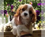 Small Photo #3 Cavalier King Charles Spaniel Puppy For Sale in ORO VALLEY, AZ, USA