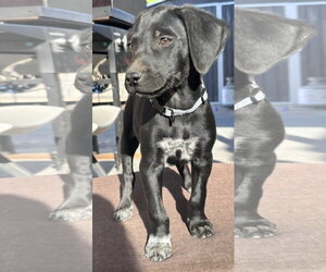 Mutt Dogs for adoption in MIDWAY, UT, USA