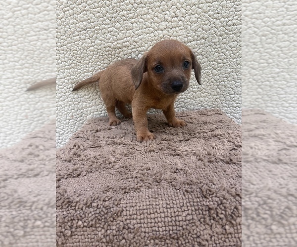 Medium Photo #4 Chiweenie-Jack Russell Terrier Mix Puppy For Sale in SAINT AUGUSTINE, FL, USA