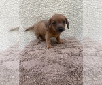 Small Photo #4 Chiweenie-Jack Russell Terrier Mix Puppy For Sale in SAINT AUGUSTINE, FL, USA