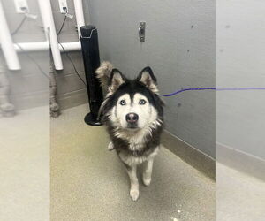 Siberian Husky-Unknown Mix Dogs for adoption in Las Vegas, NV, USA