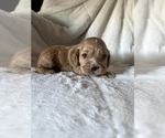 Puppy Puppy 1 Cocker Spaniel