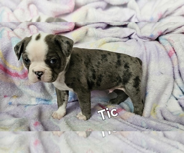Medium Photo #12 Boston Terrier Puppy For Sale in GENOA, NE, USA
