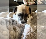 Puppy Milo Boston Terrier-Jack Russell Terrier Mix