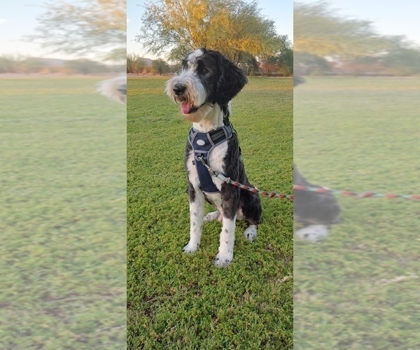 Medium Photo #1 Anatolian Shepherd-Sheepadoodle Mix Puppy For Sale in ALEXANDER, NC, USA