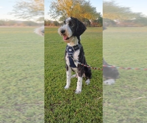Father of the Anatolian Shepherd-Sheepadoodle Mix puppies born on 12/15/2025