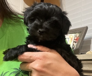 Medium Maltipoo (Miniature)