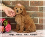 Small #2 Cockapoo (Miniature)