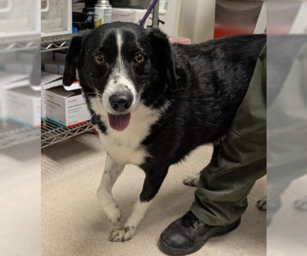 Medium Photo #1 Border Collie Puppy For Sale in Bakersfield, CA, USA