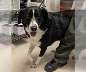 Border Collie Dogs for adoption in Bakersfield, CA, USA