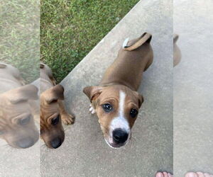 American Pit Bull Terrier-Unknown Mix Dogs for adoption in Oakhurst, NJ, USA