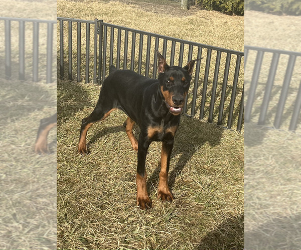 Medium Photo #6 Doberman Pinscher Puppy For Sale in WARSAW, IN, USA