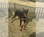 Small #5 Doberman Pinscher