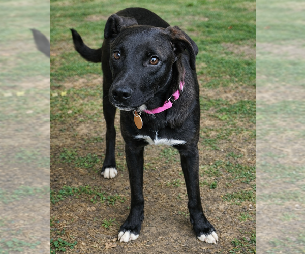Medium Photo #2 Labrador Retriever-Unknown Mix Puppy For Sale in Grovertown, IN, USA