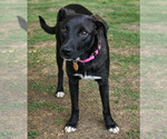 Small #1 Labrador Retriever Mix
