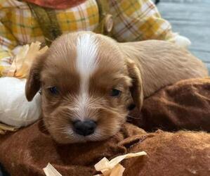 Cavalier King Charles Spaniel Puppy for sale in HICKORY, NC, USA
