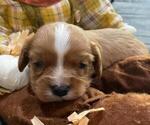 Small Cavalier King Charles Spaniel