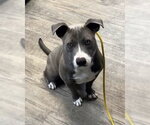 Small American Staffordshire Terrier-Staffordshire Bull Terrier Mix