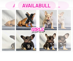 Small #5 French Bulldog