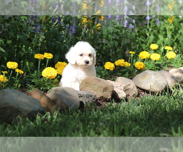 Medium Photo #15 Bichon Frise Puppy For Sale in HUMBOLDT, IL, USA
