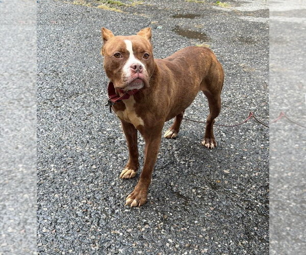 Medium Photo #12 American Pit Bull Terrier Puppy For Sale in Springdale, PA, USA