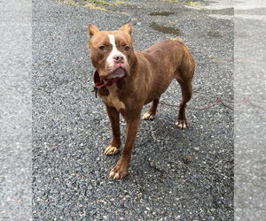 Barbie - Female American Pit Bull Terrier Dog for Adoption - Photo #12