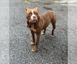 Small #11 American Pit Bull Terrier