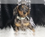 Small #4 Dachshund