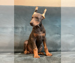 Puppy Blue Boy One Doberman Pinscher
