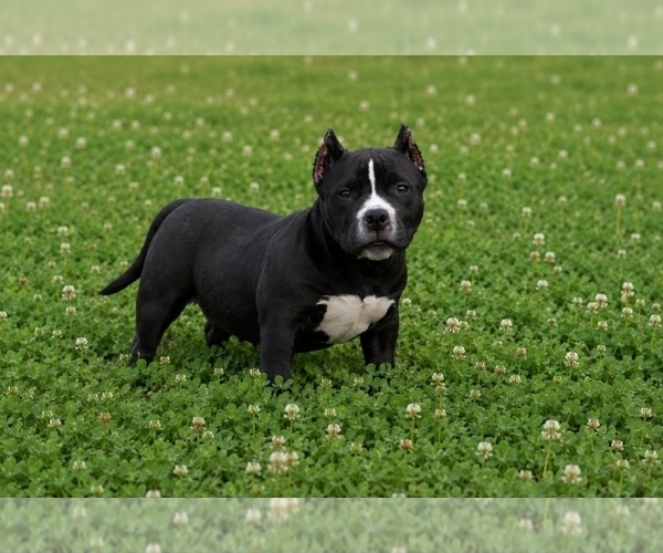 Medium Photo #1 American Bully Puppy For Sale in PUYALLUP, WA, USA
