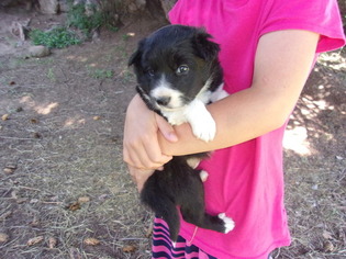 Border Collie Puppy for sale in HILLSIDE, CO, USA