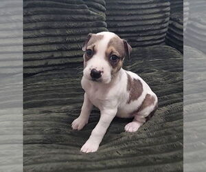 Mutt Dogs for adoption in OKLAHOMA CITY, OK, USA