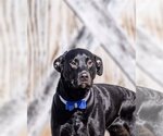 Small Photo #4 Labrador Retriever-Unknown Mix Puppy For Sale in Rustburg, VA, USA
