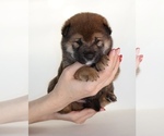 Small #2 Shiba Inu