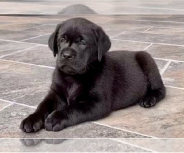 Medium Photo #2 Labrador Retriever Puppy For Sale in SALISBURY, NC, USA