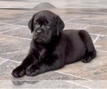 Small #1 Labrador Retriever
