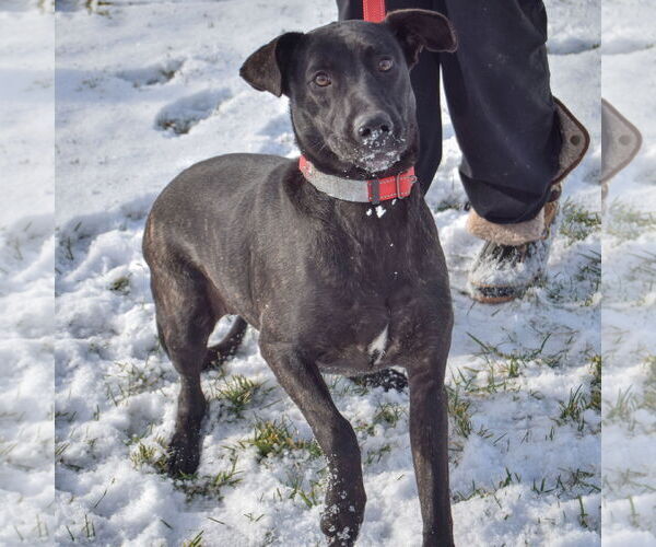 Medium Photo #4 German Shepherd Dog-Unknown Mix Puppy For Sale in Huntley, IL, USA