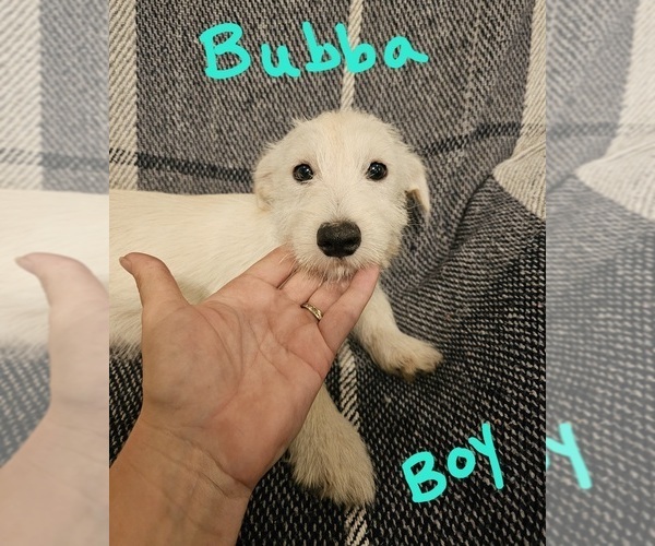 Medium Photo #6 Chizer Puppy For Sale in MONTEZUMA, GA, USA
