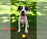 Small #25 Basenji-Rat Terrier Mix