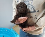 Puppy Puppy 3 Labradoodle