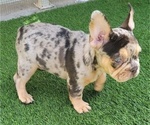 Small #11 French Bulldog
