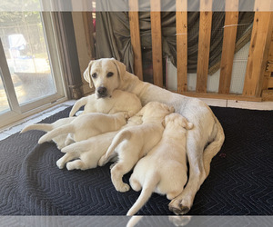 Mother of the Labrador Retriever puppies born on 06/23/2025