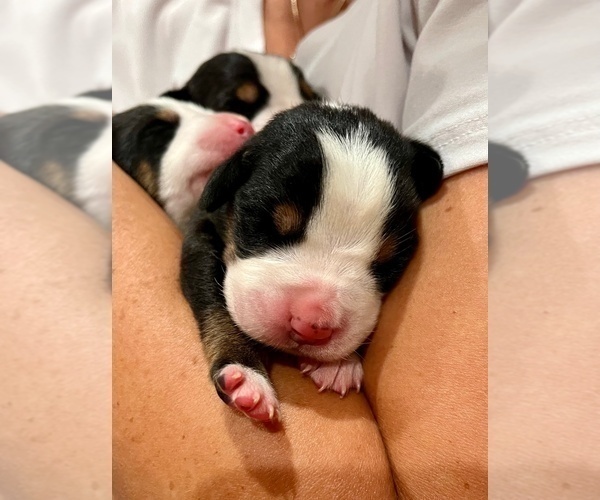 Medium Photo #2 Greater Swiss Mountain Dog Puppy For Sale in ARNOLD, MO, USA