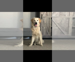 Mother of the English Cream Golden Retriever puppies born on 05/08/2026